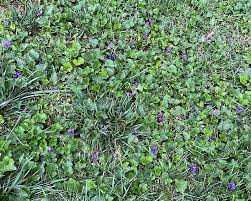 Get Rid Of Violets In Your Lawn Weed