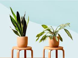 11 Low Maintenance Plants For The