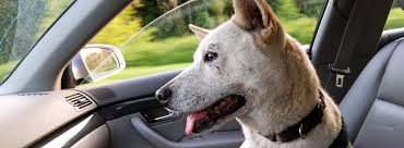 How To Cure Car Sickness In Dogs Pet