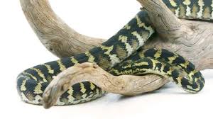 Basement Ball Python Crawl