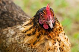 Hens Made Easy Welcome To The Good Life