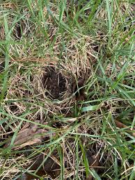 What Rodent Is Damaging My Yard Lawn