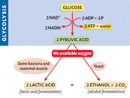 Topic 8 2 Cell Respiration Amazing