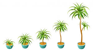 Indoor Palm Tree Vectors