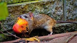 How To Keep Rats From Your Garden As