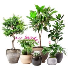 Plant Png Transpa Images Free