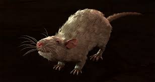Rat Albino Bg3 Wiki