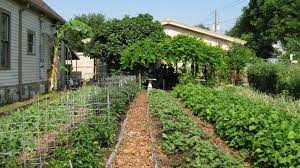 Types Of Community Gardens Urban Harvest