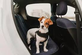 Drivers Warned As Pet Dogs Could Stop