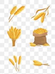 Wheat Material Png Transpa Images