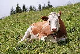 Cattle Wikipedia