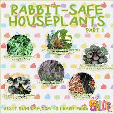 Safe Houseplants For Rabbits Common