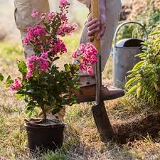 How To Garden Gardening Basics For