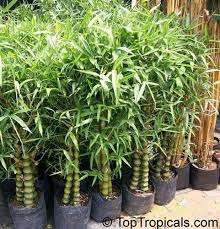 Fast Growth Green Buddha Belly Bamboo