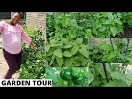 Growing Nigerian Vegetables Abroad