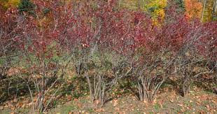 Pruning Blueberry Bushes In The Home