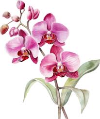 Orchid Flower Pngs For Free