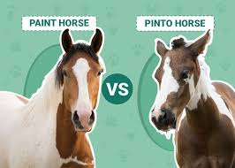 Pinto Horse Vs Paint Horse What S The