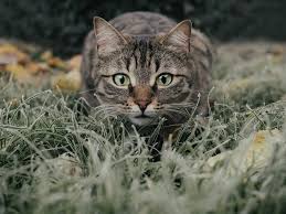 Cats Prey On More Than 2 000 Diffe