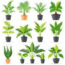 Palm Pot Plant Icon Set Palm Plant