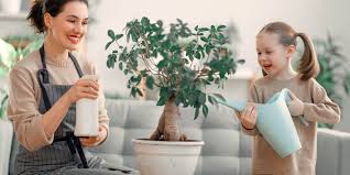Indoor Plant Growth