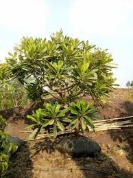 Plumaria Well Watered Chafa Plant Tree