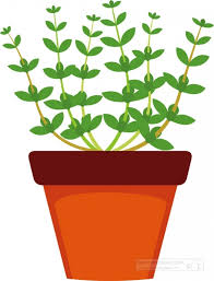 Herbs Clipart Thyme Growing In Planter