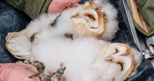 Blenheim Estate Welcomes Baby Barn Owl