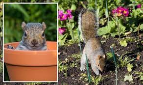 Stop Squirrels Entering Your Garden