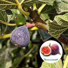 Fig Anjeer Athi Pazham Fruit Plant