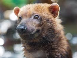 Venezuelan Animals