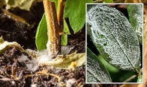 How To Get Rid Of Mould On Plants