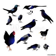 Black Birds With Blue Tint