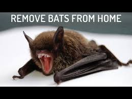 Are Bats In Your House Dangerous All