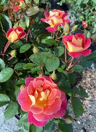 Grow A Rose Garden Hyannis Country Garden