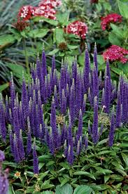20 Best Plants For Seaside Gardens