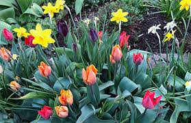 Can You Plant Spring Bulbs In January