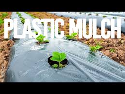 Plastic Mulch