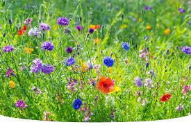 Can Wildflowers Grow In Clay Soil