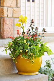 10 Best Low Maintenance Outdoor Plants