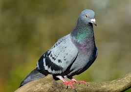 8 Ways To Get Rid Of Pigeons From Your