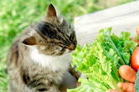 5 Vegetables Cats Can Eat And 5 To