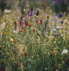 How To Create A Wildflower Meadow
