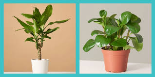 26 Best Low Light Indoor Plants Best