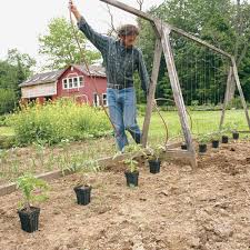 A Freestanding Tomato Trellis Improves