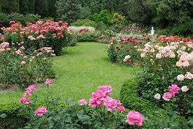 How To Plan A Rose Garden Gardener S Path