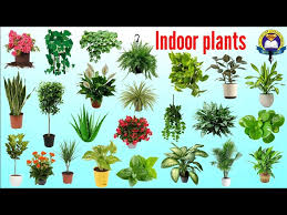 Indoor Plants Name