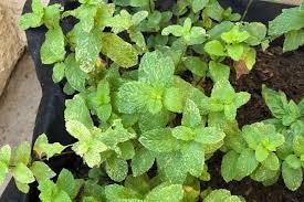 How To Grow And Care For American Wild Mint