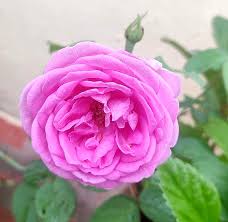 Paneer Rose Indian Fragrant Rose