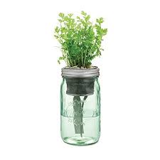 Indoor Cilantro Herb Kit 7 Qatar Ubuy